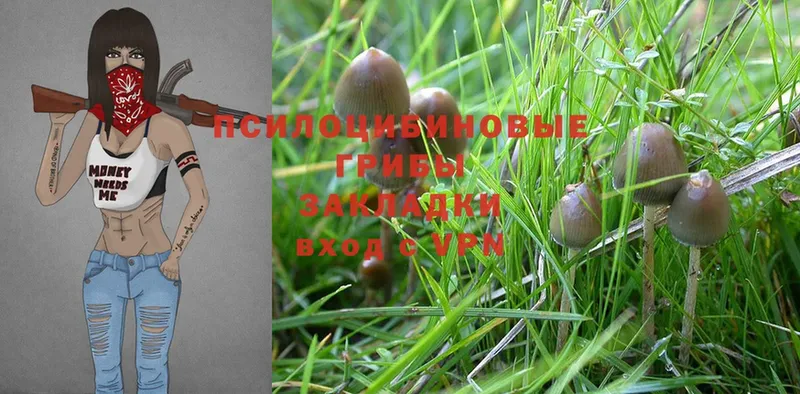 Псилоцибиновые грибы Cubensis  Макушино 